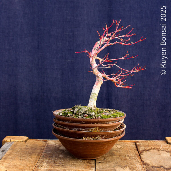 Acer palmatum "Sango kaku" #4 - Imagen 6