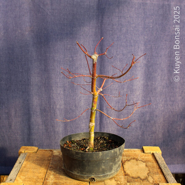 Acer palmatum "Seiryu" #10