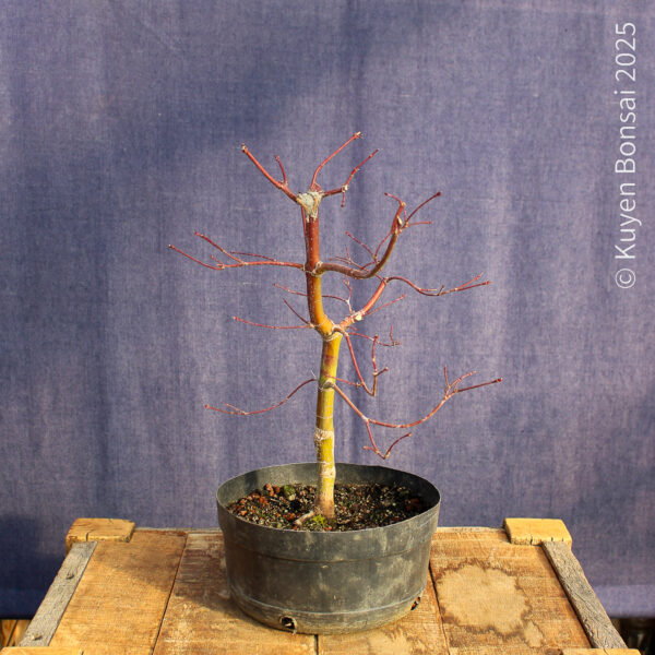 Acer palmatum "Seiryu" #10 - Imagen 2