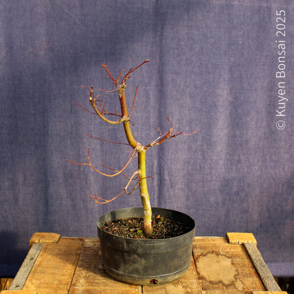 Acer palmatum "Seiryu" #10 - Imagen 3