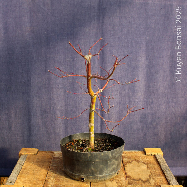Acer palmatum "Seiryu" #10 - Imagen 4