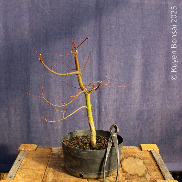 Acer palmatum "Seiryu" #10 - Imagen 5