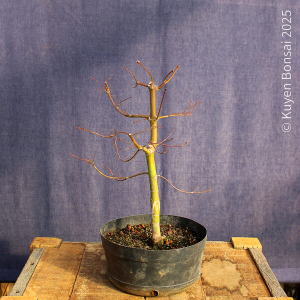 Acer palmatum "Seiryu" #10 - Imagen 6