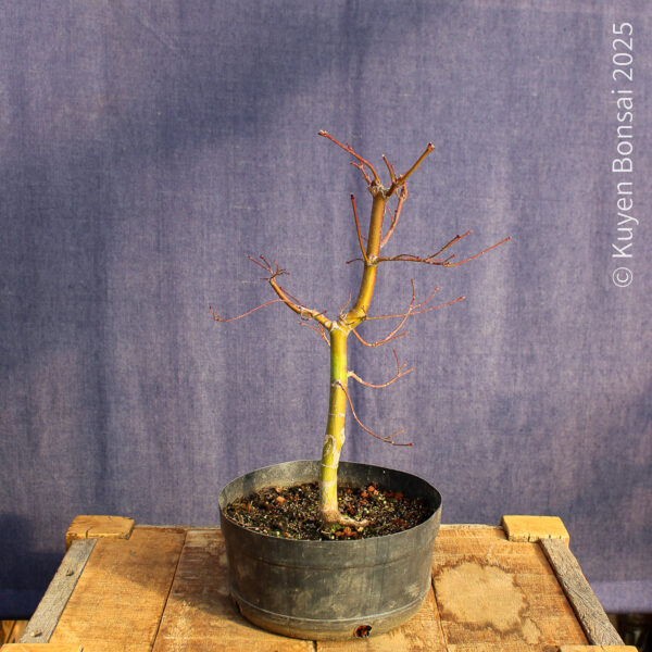 Acer palmatum "Seiryu" #10 - Imagen 7