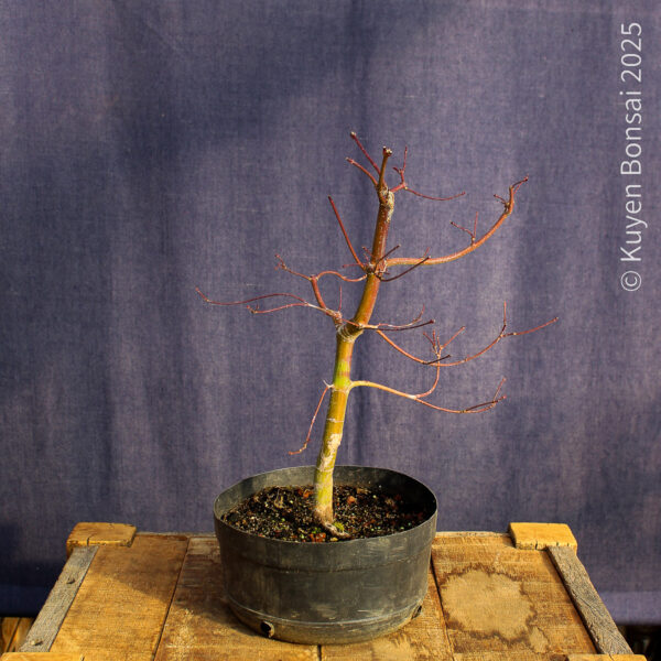 Acer palmatum "Seiryu" #10 - Imagen 8