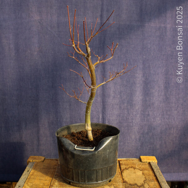 Acer palmatum "Seiryu" #7 - Imagen 6