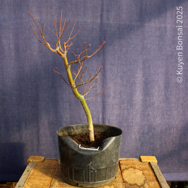 Acer palmatum "Seiryu" #7 - Imagen 7