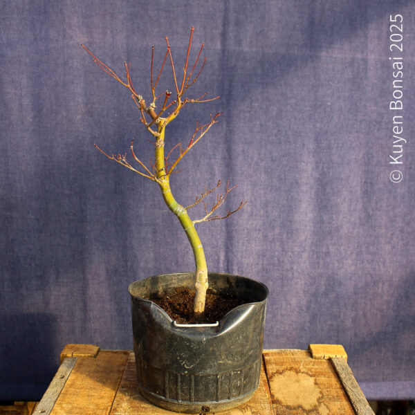 Acer palmatum "Seiryu" #7