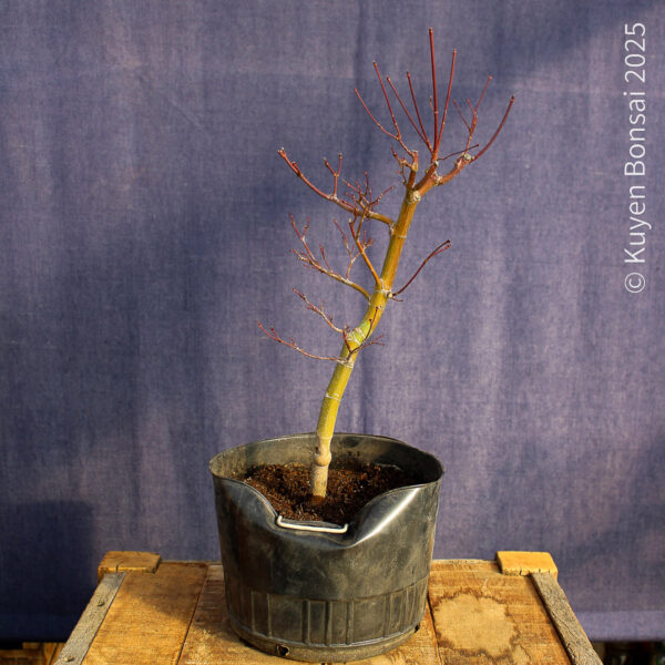 Acer palmatum "Seiryu" #7 - Imagen 3