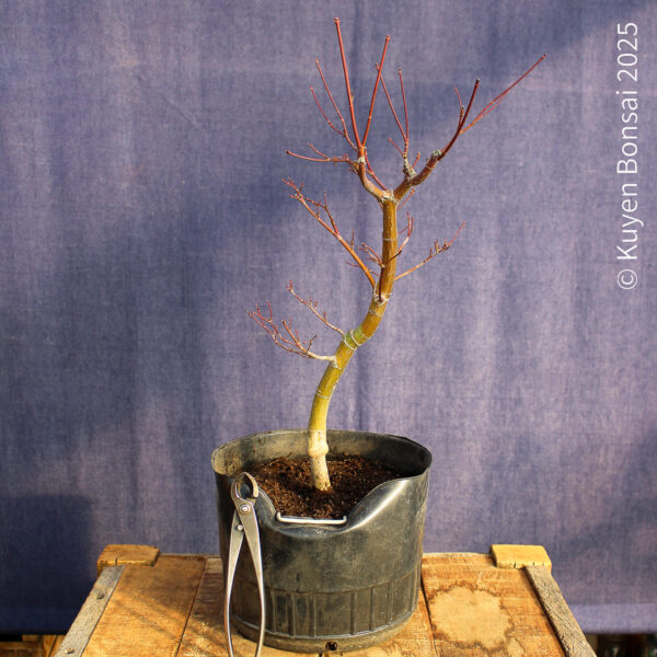 Acer palmatum "Seiryu" #7 - Imagen 4