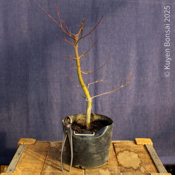 Acer palmatum "Seiryu" #9