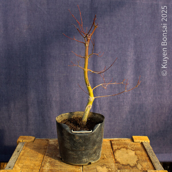Acer palmatum "Seiryu" #9 - Imagen 2