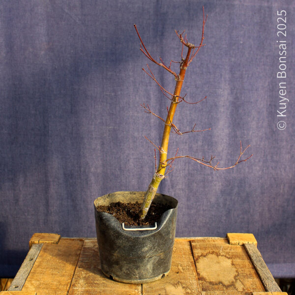 Acer palmatum "Seiryu" #9 - Imagen 3
