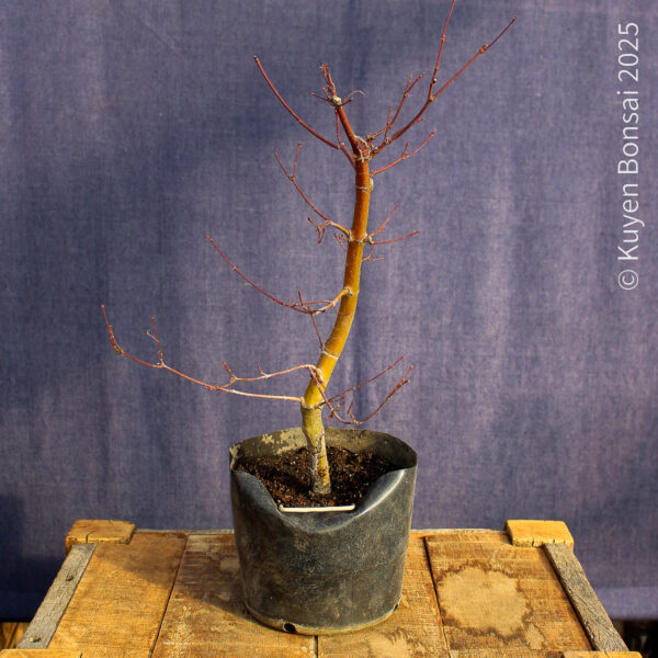 Acer palmatum "Seiryu" #9 - Imagen 4