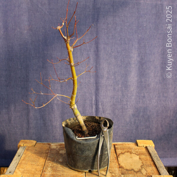 Acer palmatum "Seiryu" #9 - Imagen 5