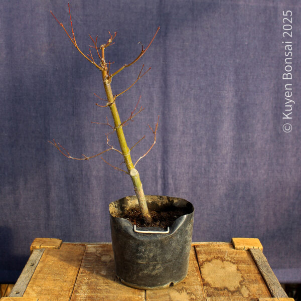 Acer palmatum "Seiryu" #9 - Imagen 6