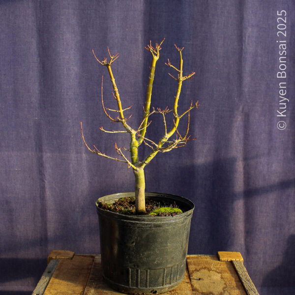 Acer palmatum "Shishigashira" #30