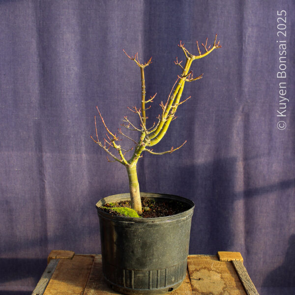 Acer palmatum "Shishigashira" #30 - Imagen 2