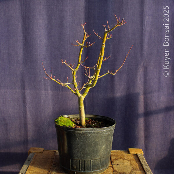 Acer palmatum "Shishigashira" #30 - Imagen 3