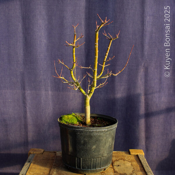 Acer palmatum "Shishigashira" #30 - Imagen 4