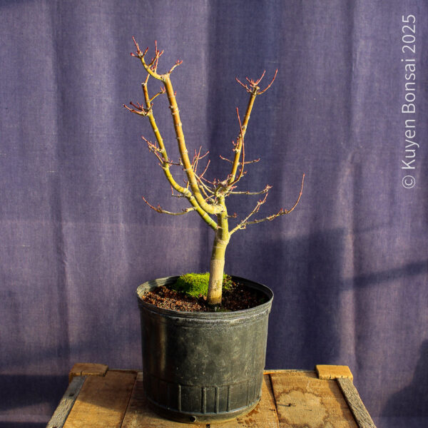 Acer palmatum "Shishigashira" #30 - Imagen 5