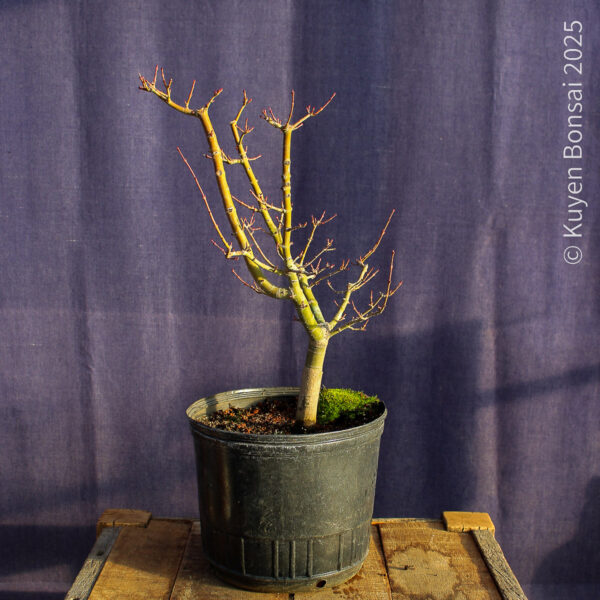 Acer palmatum "Shishigashira" #30 - Imagen 6