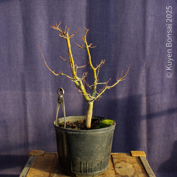 Acer palmatum "Shishigashira" #30 - Imagen 7
