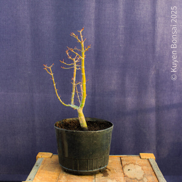 Acer palmatum "Shishigashira" #31
