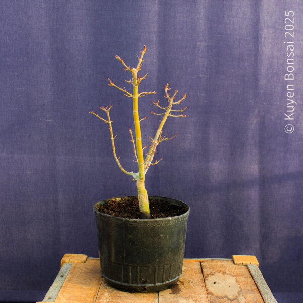 Acer palmatum "Shishigashira" #31 - Imagen 10