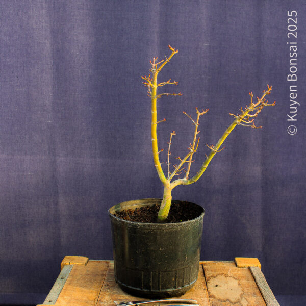 Acer palmatum "Shishigashira" #31 - Imagen 2