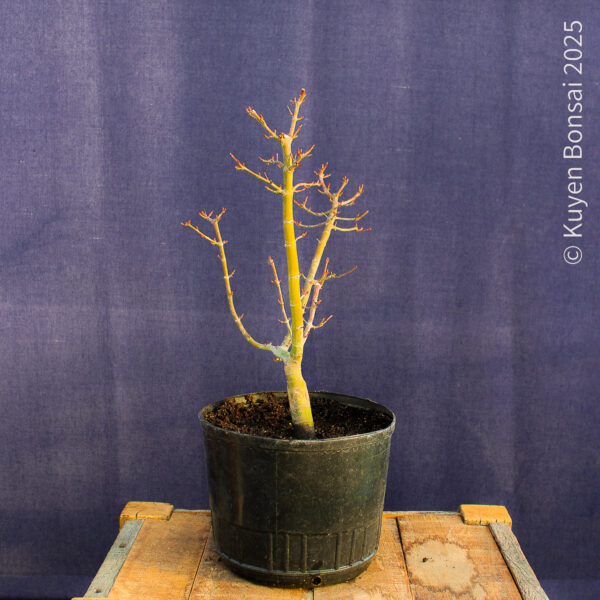 Acer palmatum "Shishigashira" #31 - Imagen 3