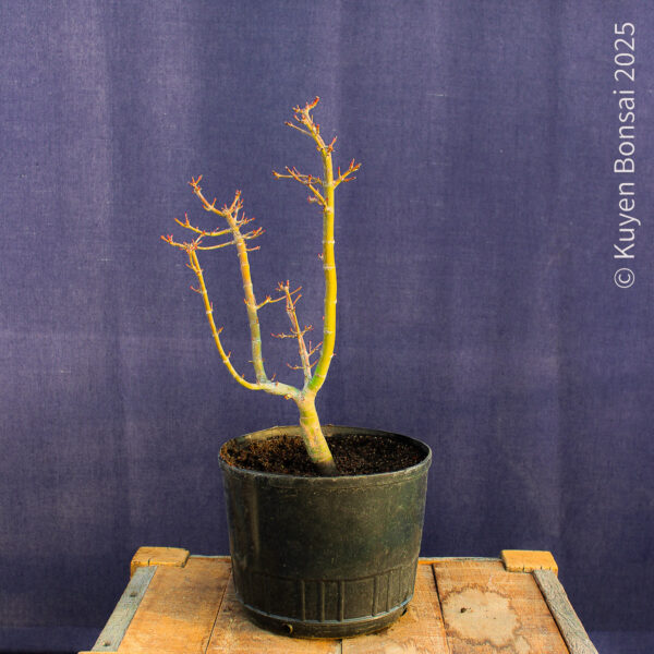 Acer palmatum "Shishigashira" #31 - Imagen 4