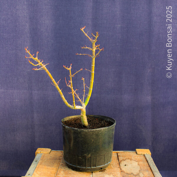 Acer palmatum "Shishigashira" #31 - Imagen 5