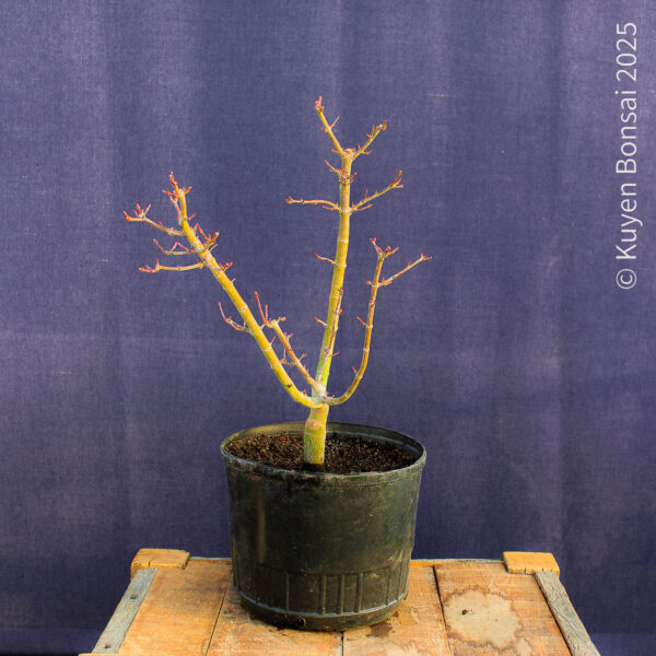 Acer palmatum "Shishigashira" #31 - Imagen 6