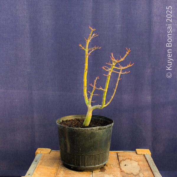 Acer palmatum "Shishigashira" #31 - Imagen 7