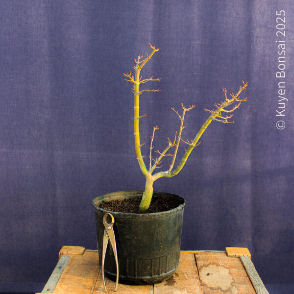 Acer palmatum "Shishigashira" #31 - Imagen 8
