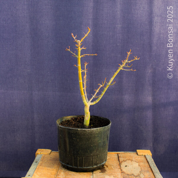 Acer palmatum "Shishigashira" #31 - Imagen 9