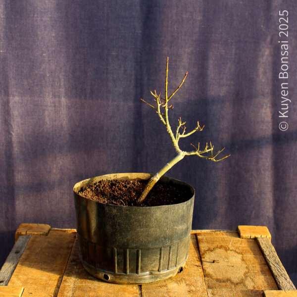 Acer palmatum "Shishigashira" #33