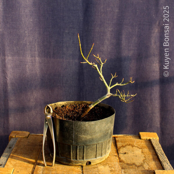 Acer palmatum "Shishigashira" #33 - Imagen 2