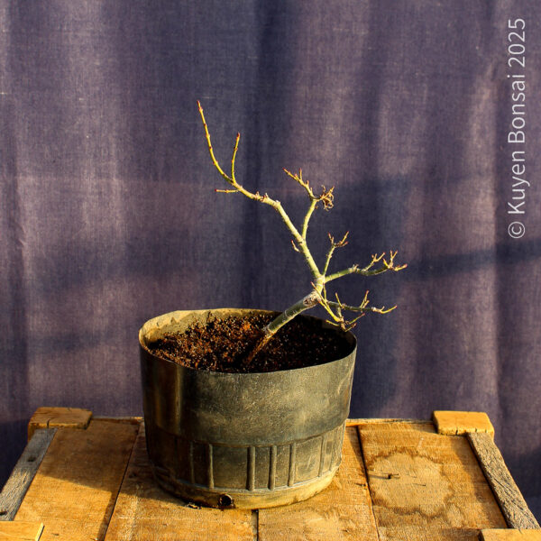 Acer palmatum "Shishigashira" #33 - Imagen 3