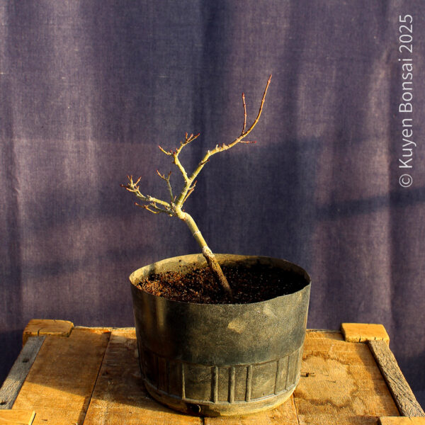 Acer palmatum "Shishigashira" #33 - Imagen 6