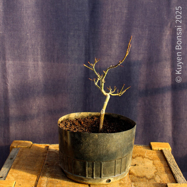 Acer palmatum "Shishigashira" #33 - Imagen 7
