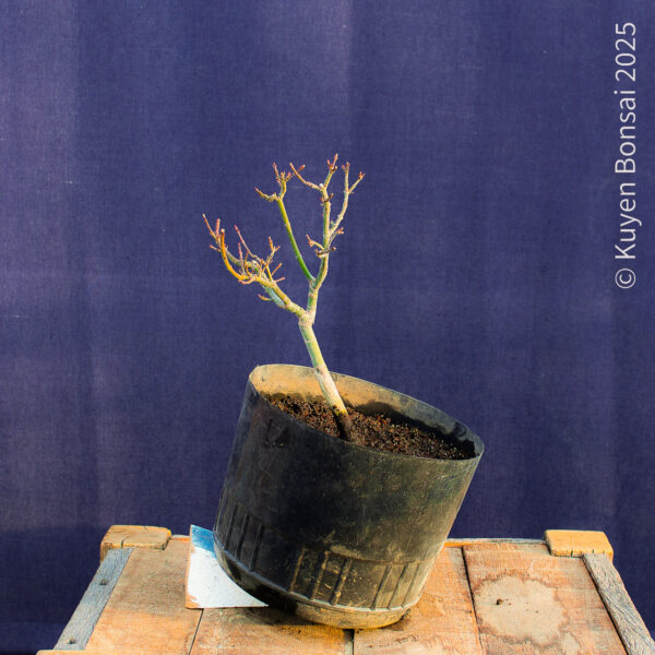Acer palmatum "Shishigashira" #34