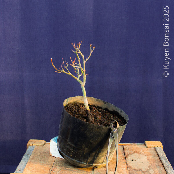 Acer palmatum "Shishigashira" #34 - Imagen 2