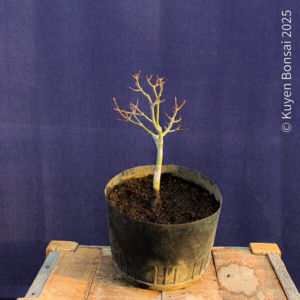 Acer palmatum "Shishigashira" #34 - Imagen 3