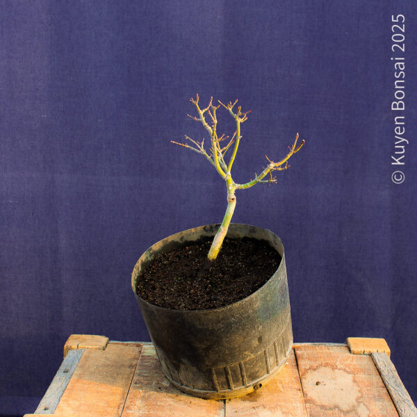 Acer palmatum "Shishigashira" #34 - Imagen 4