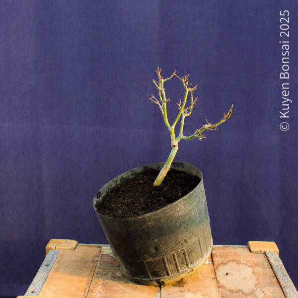 Acer palmatum "Shishigashira" #34 - Imagen 5