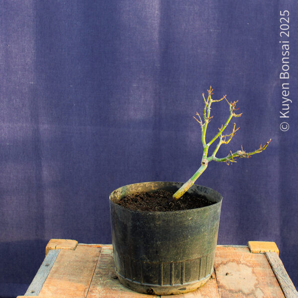 Acer palmatum "Shishigashira" #34 - Imagen 6