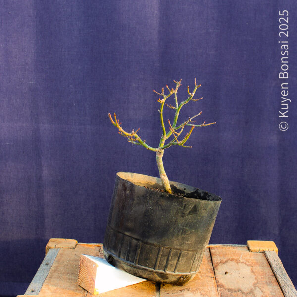 Acer palmatum "Shishigashira" #34 - Imagen 8