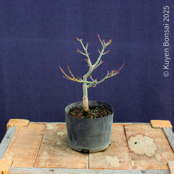 Acer palmatum "Shishigashira" #36 - Imagen 2
